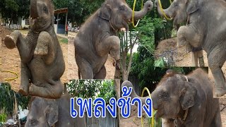 คอร์ดเพลง ช้าง ช้าง ช้าง - เพลงเด็ก