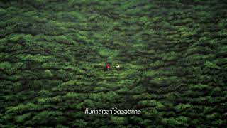 คอร์ดเพลง จดหมายจากใครคนหนึ่ง - เขียนไขและวานิช