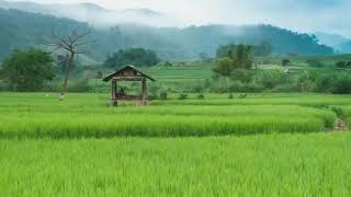 คอร์ดเพลง ฟ้ามืดบ่ดน - ศร สินชัย ft.ดอกอ้อ ทุ่งทอง
