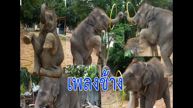 คอร์ดเพลง ช้าง ช้าง ช้าง - เพลงเด็ก