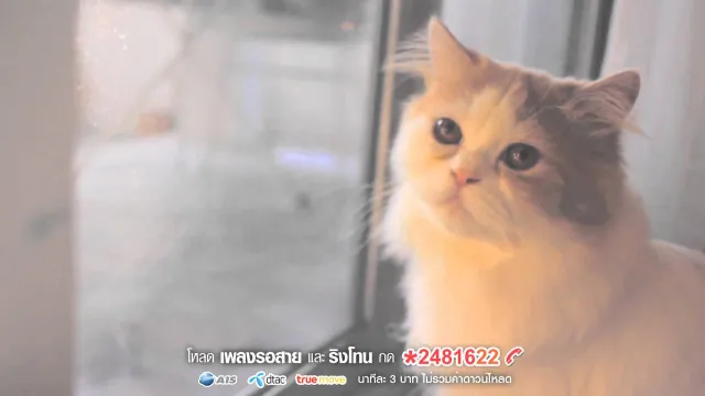 คอร์ดเพลง คำบางคำ - Sqweez Animal