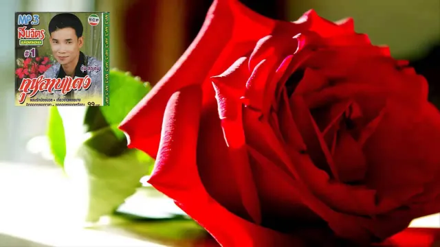 คอร์ดเพลง กุหลาบแดง - สมจิตร บ่อทอง