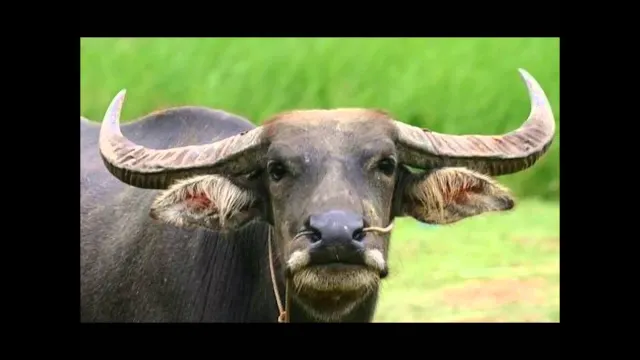 คอร์ดเพลง ตาผุยชุมแพ - อมตะ