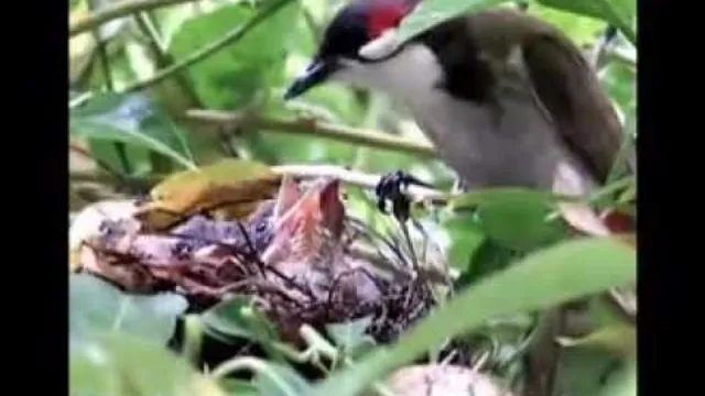 คอร์ดเพลง ปู่ไม้ - นากา