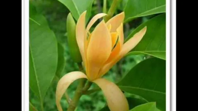 คอร์ดเพลง ดวงจำปา - คาราวาน